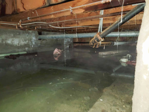 Best Mold removal after water damage  in Spearfish, SD
